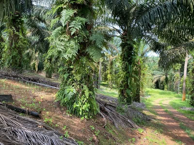 Tanah Pertanian untuk Dijual di Jemaluang (Johor) - Kelly Wai - Garden - PropertyGuru.com.my