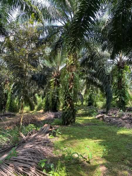 Tanah Pertanian untuk Dijual di Jemaluang (Johor) - Kelly Wai - Garden - PropertyGuru.com.my