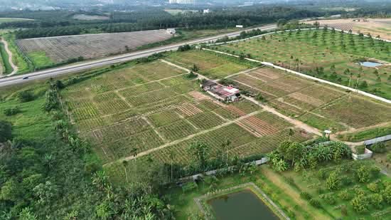 Tanah Pertanian untuk Disewa di Ulu Tiram (Johor) - Soh Seng Long - PropertyGuru.com.my