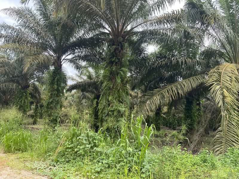 Agricultural Land for Sale in Kota Tinggi (Johor) - Kelly Wai - Exterior - PropertyGuru.com.my