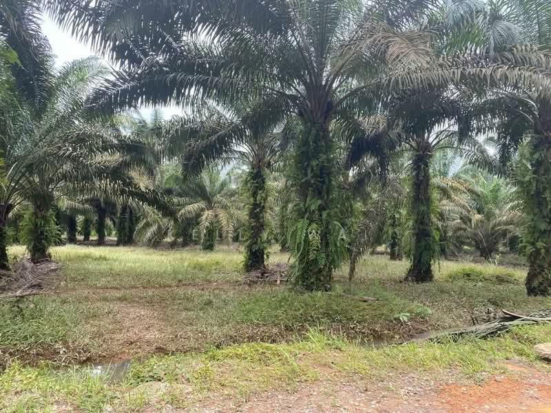 Agricultural Land for Sale in Kota Tinggi (Johor) - Kelly Wai - Exterior - PropertyGuru.com.my