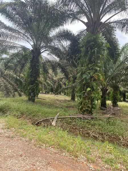 Agricultural Land for Sale in Kota Tinggi (Johor) - Kelly Wai - Exterior - PropertyGuru.com.my