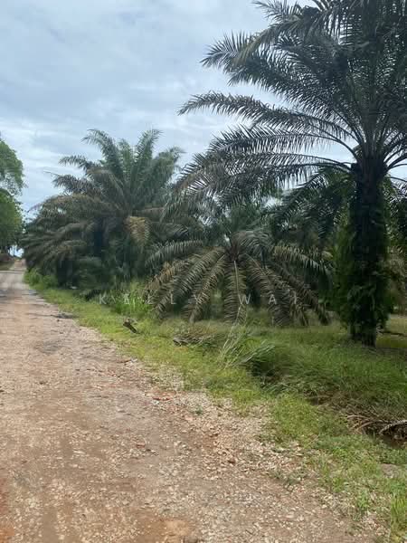 Agricultural Land for Sale in Kota Tinggi (Johor) - Kelly Wai - Exterior - PropertyGuru.com.my
