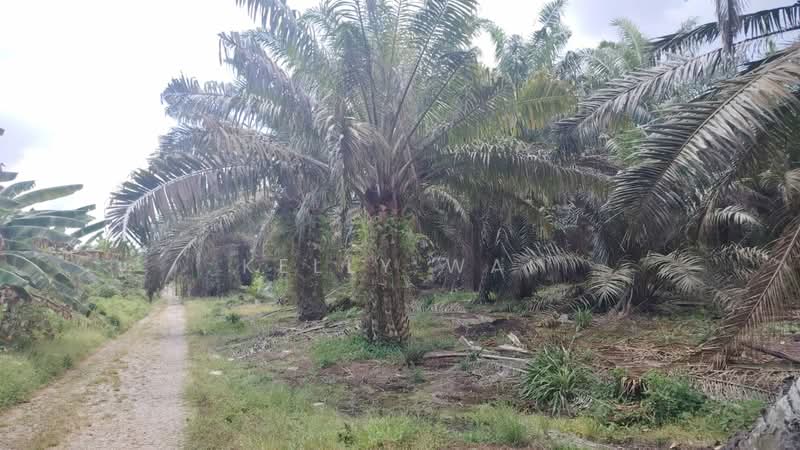 Agricultural Land for Sale in Pekan Nanas (Johor) - Kelly Wai - Exterior - PropertyGuru.com.my