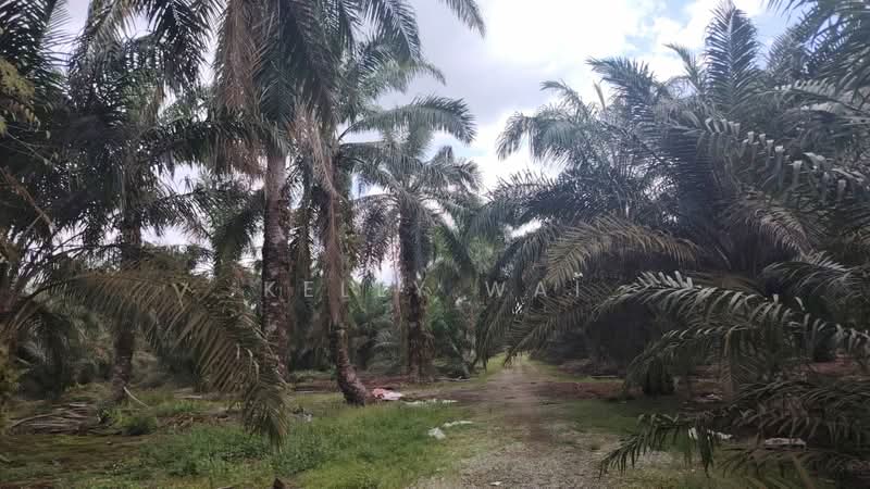 Agricultural Land for Sale in Pekan Nanas (Johor) - Kelly Wai - Exterior - PropertyGuru.com.my