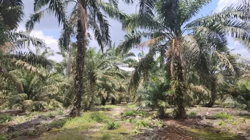 Agricultural Land for Sale in Pekan Nanas (Johor) - Kelly Wai - Garden - PropertyGuru.com.my