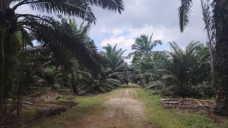 Agricultural Land for Sale in Pekan Nanas (Johor) - Kelly Wai - Exterior - PropertyGuru.com.my