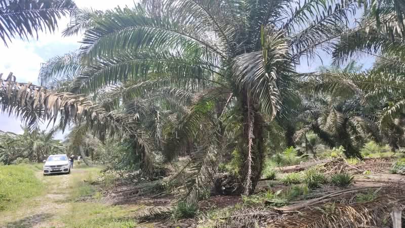 Agricultural Land for Sale in Pekan Nanas (Johor) - Kelly Wai - Exterior - PropertyGuru.com.my