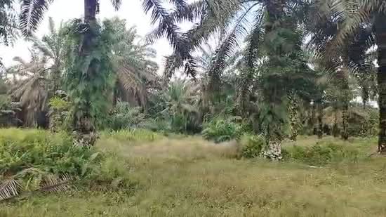 Agricultural Land for Sale in Simpang Renggam (Johor) - Kelly Wai - PropertyGuru.com.my