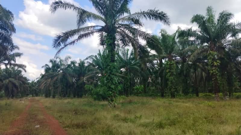 Agricultural Land for Sale in Simpang Renggam (Johor) - Kelly Wai - Exterior - PropertyGuru.com.my