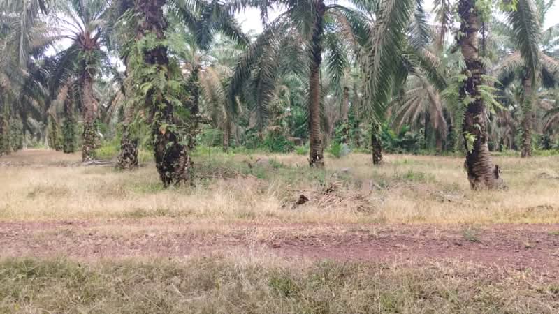 Agricultural Land for Sale in Simpang Renggam (Johor) - Kelly Wai - Exterior - PropertyGuru.com.my