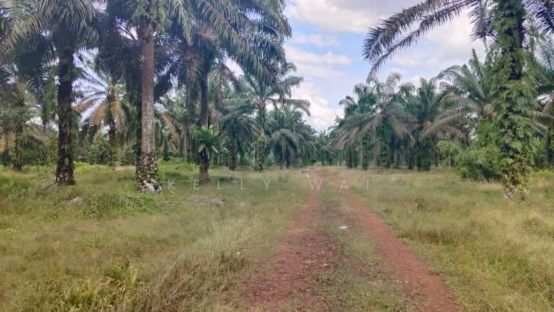 Agricultural Land for Sale in Simpang Renggam (Johor) - Kelly Wai - Exterior - PropertyGuru.com.my