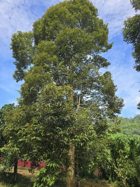 Agricultural Land for Sale in Kuala Kangsar (Perak) - Sam Lam - Exterior - PropertyGuru.com.my