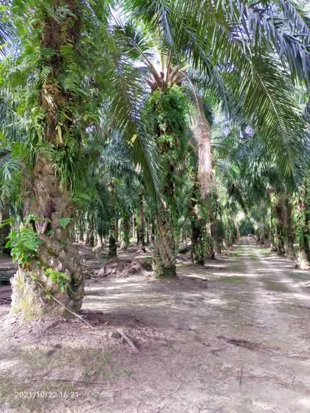 Agricultural Land for Sale in Ayer Tawar (Sitiawan) - Selva Narayanan - Exterior - PropertyGuru.com.my