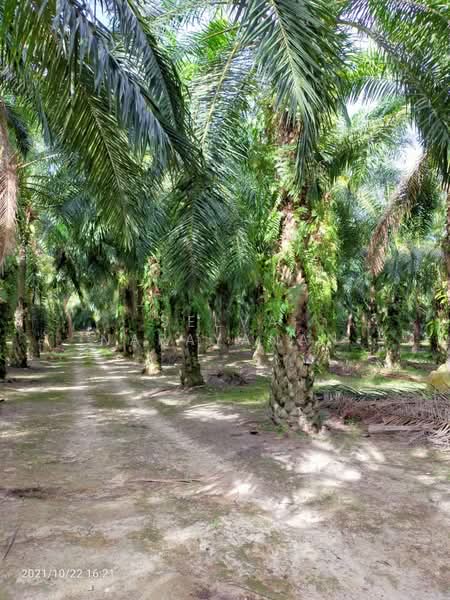 Agricultural Land for Sale in Ayer Tawar (Sitiawan) - Selva Narayanan - PropertyGuru.com.my