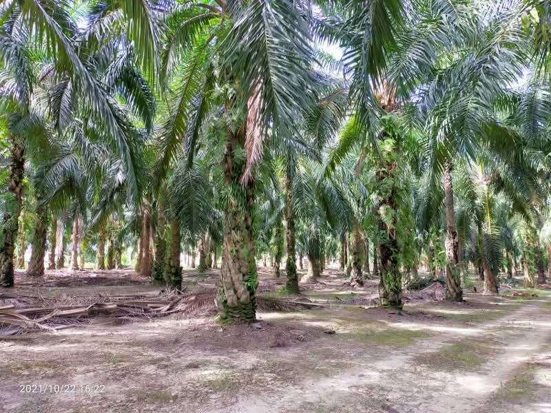 Agricultural Land for Sale in Ayer Tawar (Sitiawan) - Selva Narayanan - Exterior - PropertyGuru.com.my