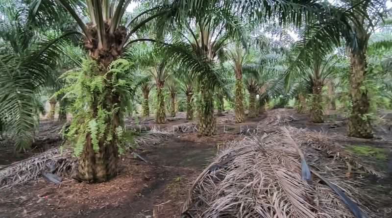 Agricultural Land for Sale in Kukup (Johor) - Mindy Lee - Exterior - PropertyGuru.com.my