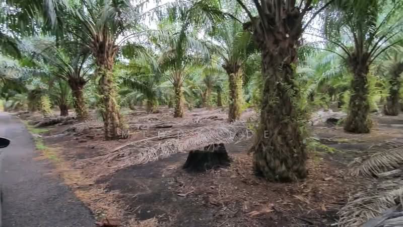Agricultural Land for Sale in Kukup (Johor) - Mindy Lee - Exterior - PropertyGuru.com.my
