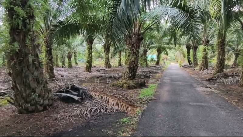 Agricultural Land for Sale in Kukup (Johor) - Mindy Lee - Exterior - PropertyGuru.com.my