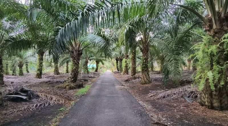 Agricultural Land for Sale in Kukup (Johor) - Mindy Lee - Exterior - PropertyGuru.com.my