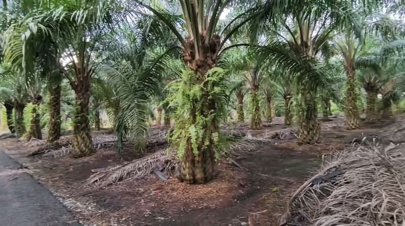 Agricultural Land for Sale in Kukup (Johor) - Mindy Lee - Garden - PropertyGuru.com.my