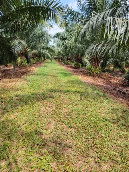 Agricultural Land for Sale in Kampung Sungai Suli (Teluk Intan) - Regina Khor - PropertyGuru.com.my