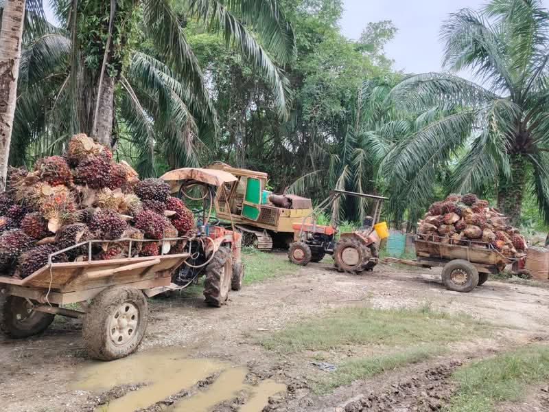 Agricultural Land for Sale in Kampung Sungai Suli (Teluk Intan) - Regina Khor - PropertyGuru.com.my