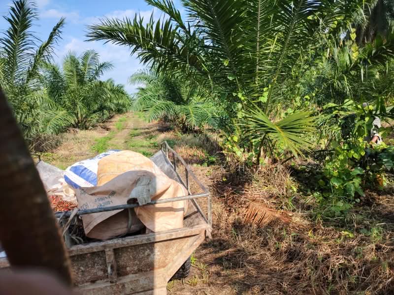 Agricultural Land for Sale in Kampung Sungai Suli (Teluk Intan) - Regina Khor - PropertyGuru.com.my