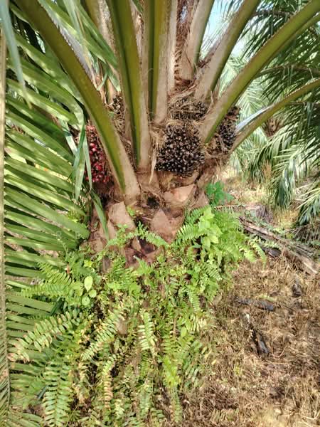 Agricultural Land for Sale in Kampung Sungai Suli (Teluk Intan) - Regina Khor - PropertyGuru.com.my