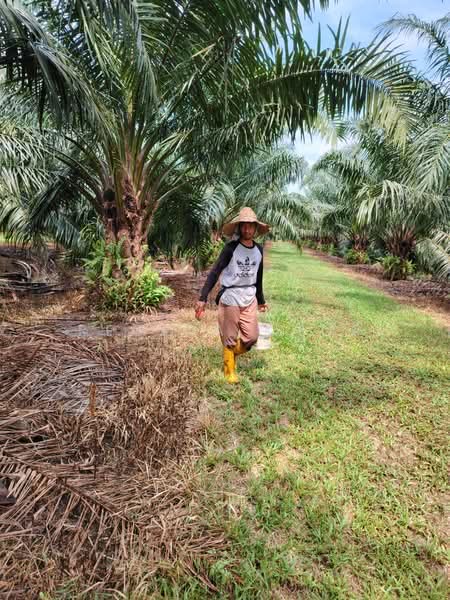 Agricultural Land for Sale in Kampung Sungai Suli (Teluk Intan) - Regina Khor - PropertyGuru.com.my