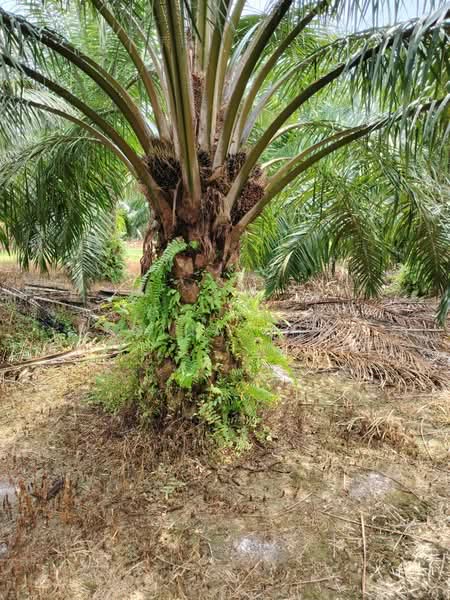 Agricultural Land for Sale in Kampung Sungai Suli (Teluk Intan) - Regina Khor - PropertyGuru.com.my