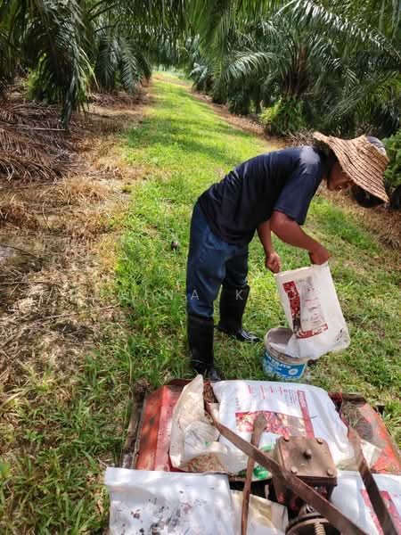 Agricultural Land for Sale in Kampung Sungai Suli (Teluk Intan) - Regina Khor - PropertyGuru.com.my
