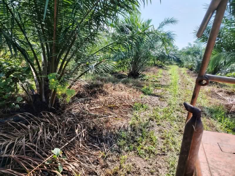 Agricultural Land for Sale in Kampung Sungai Suli (Teluk Intan) - Regina Khor - PropertyGuru.com.my