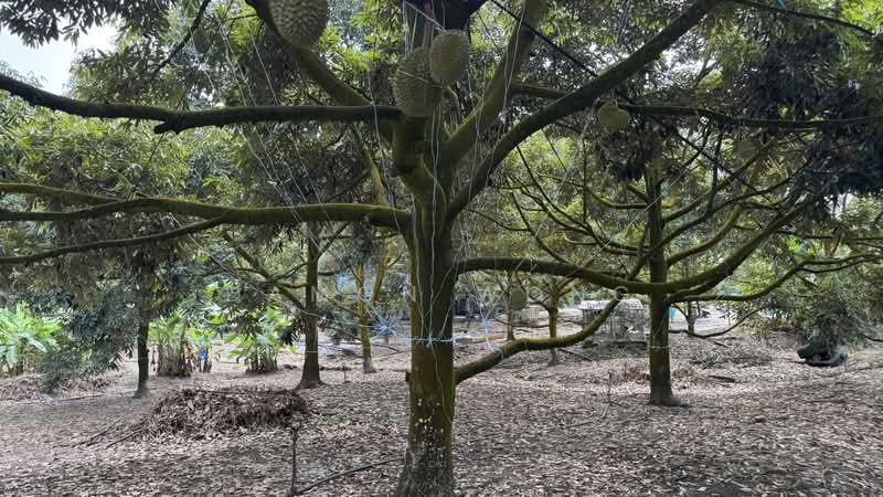 Tanah Pertanian untuk Dijual di Raub (Pahang) - Damon Wong - Exterior - PropertyGuru.com.my