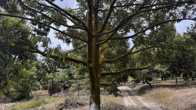 Tanah Pertanian untuk Dijual di Raub (Pahang) - Damon Wong - Garden - PropertyGuru.com.my