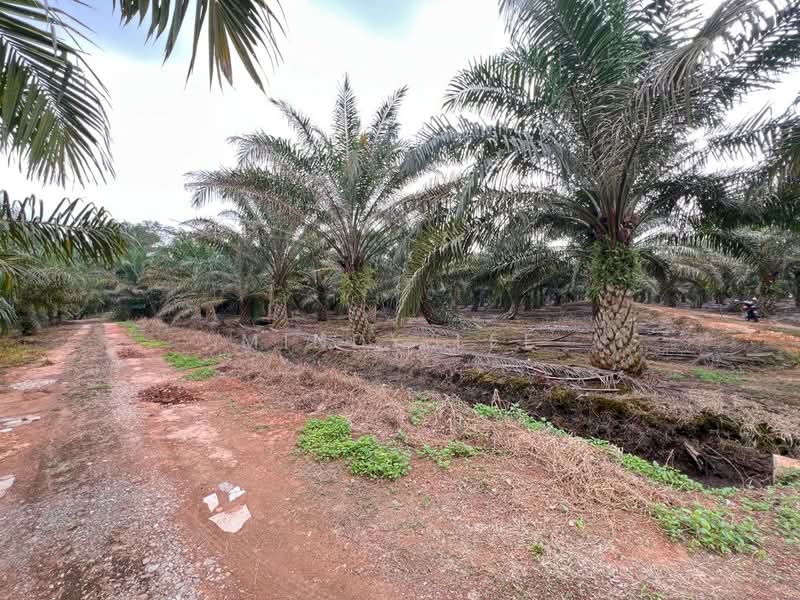Agricultural Land for Sale in Pekan Nanas (Johor) - Mindy Lee - Exterior - PropertyGuru.com.my