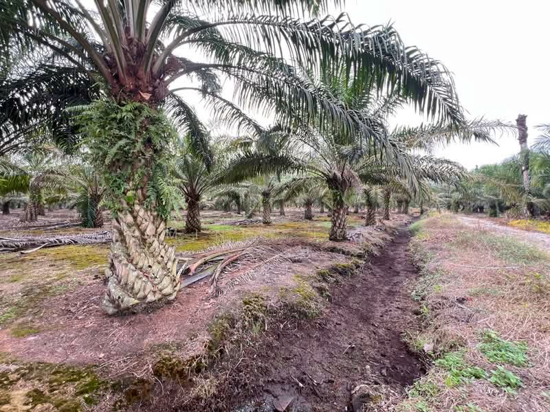 Agricultural Land for Sale in Pekan Nanas (Johor) - Mindy Lee - Exterior - PropertyGuru.com.my