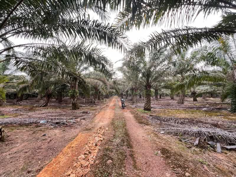 Agricultural Land for Sale in Pekan Nanas (Johor) - Mindy Lee - Exterior - PropertyGuru.com.my
