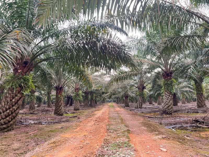 Agricultural Land for Sale in Pekan Nanas (Johor) - Mindy Lee - Exterior - PropertyGuru.com.my