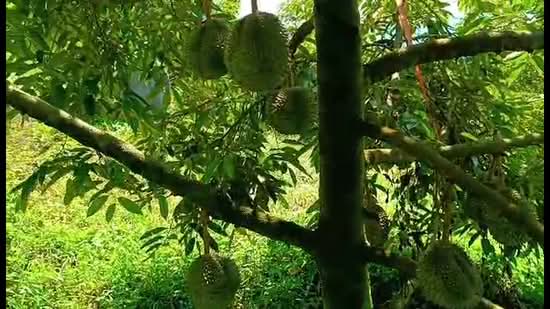 Agricultural Land for Sale in Gerik (Perak) - Soon Jie Chua - PropertyGuru.com.my