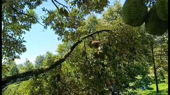 Agricultural Land for Sale in Gerik (Perak) - Soon Jie Chua - PropertyGuru.com.my