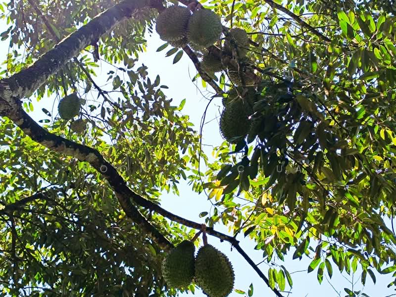 Agricultural Land for Sale in Gerik (Perak) - Soon Jie Chua - PropertyGuru.com.my