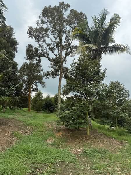 Tanah Pertanian untuk Dijual di Plentong (Johor) - Kelly Wai - Garden - PropertyGuru.com.my