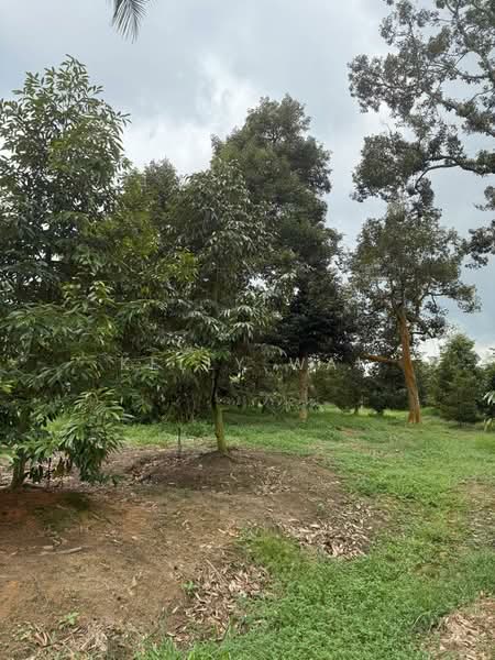 Tanah Pertanian untuk Dijual di Plentong (Johor) - Kelly Wai - Garden - PropertyGuru.com.my