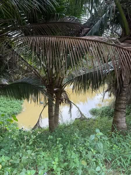 Tanah Pertanian untuk Dijual di Plentong (Johor) - Kelly Wai - Exterior - PropertyGuru.com.my