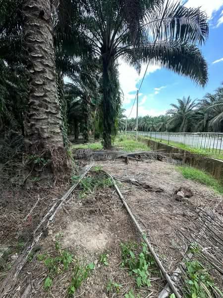 Agricultural Land for Sale in Pekan Nenas (Johor) - Vinna Loh - PropertyGuru.com.my