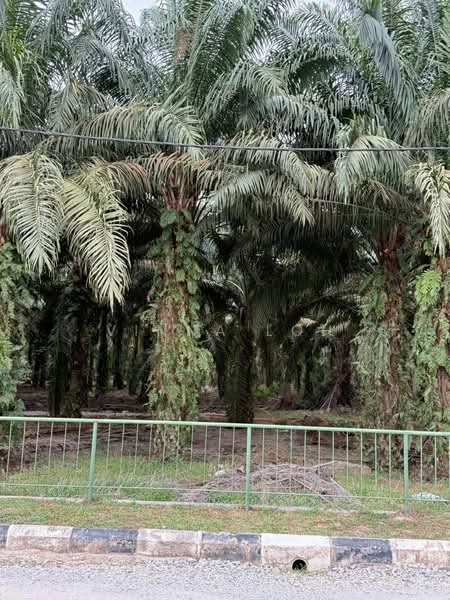Agricultural Land for Sale in Pekan Nenas (Johor) - Vinna Loh - PropertyGuru.com.my