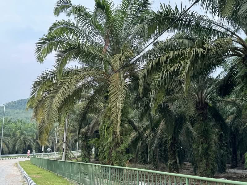 Agricultural Land for Sale in Pekan Nenas (Johor) - Vinna Loh - PropertyGuru.com.my