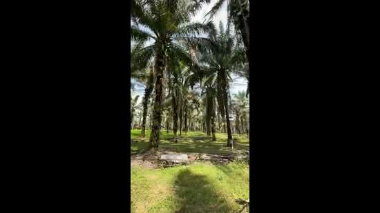 Agricultural Land for Sale in Simpang Renggam (Johor) - Pauline Goh - PropertyGuru.com.my