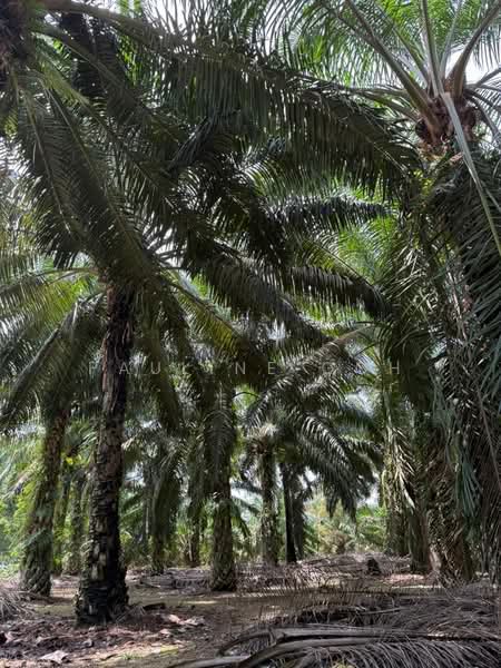 Agricultural Land for Sale in Simpang Renggam (Johor) - Pauline Goh - PropertyGuru.com.my